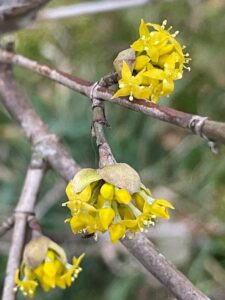 Gelbe Blüte eines Busches