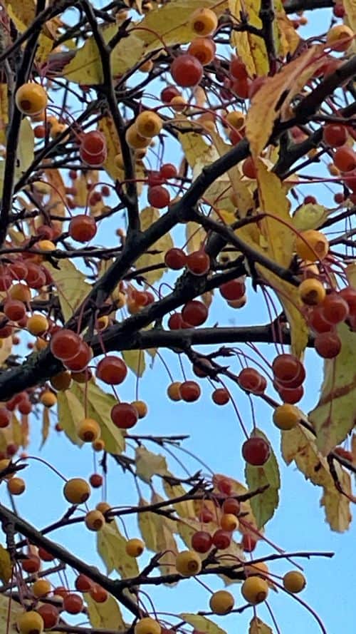 Bunte Toringo-Zieräpfel auf der Hundewiese Ampfing – Rot, Orange und Gelb leuchten im Herbstlicht. Ein kleines Stück Natur voller Farbe und Ruhe.