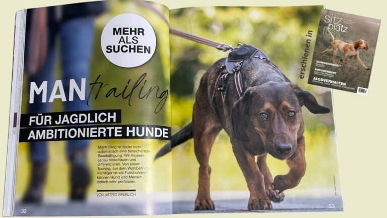 Mantrailing-Hund an der Leine auf Spurensuche, Fokus und Nasenarbeit im Vordergrund, Magazinartikel über bedürfnisorientiertes Training für jagdlich ambitionierte Hunde