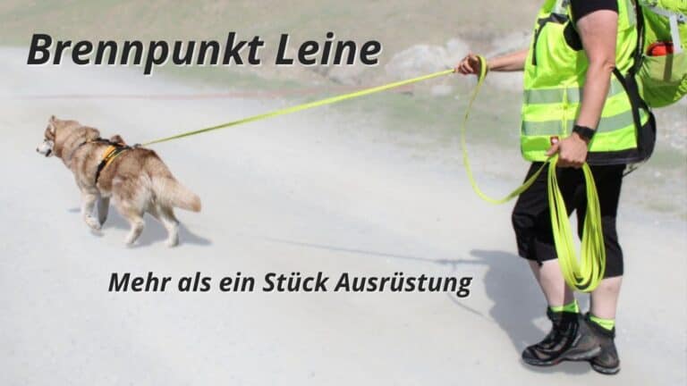 Mantrailing-Hund arbeitet an einer langen Leine vor seinem Menschen. Die Leine verbindet Hund und Mensch während der Sucharbeit. Titelbild zum Artikel „Brennpunkt Leine – Mehr als ein Stück Ausrüstung“.