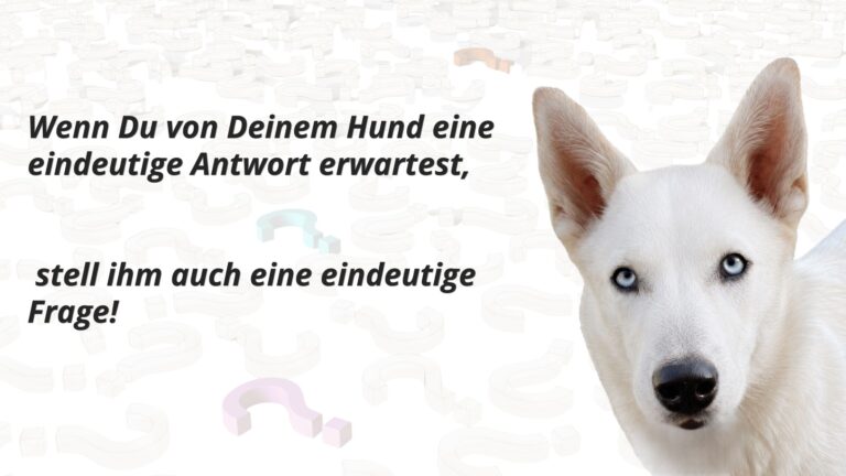 Weißer Husky mit blauen Augen vor einem Hintergrund aus Fragezeichen mit dem Text: „Wenn Du von Deinem Hund eine eindeutige Antwort erwartest, stell ihm auch eine eindeutige Frage!“