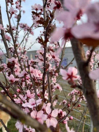 Frühling Hundewiese 1