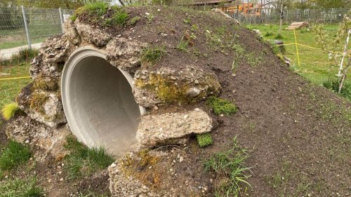 Rasen- und Wildblumensamen gehen auf