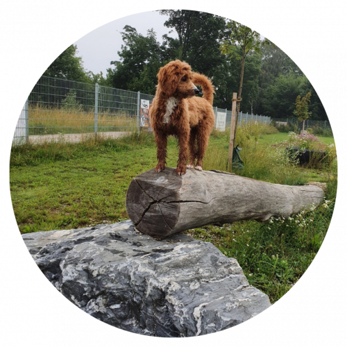 RT Hundewiese Hund auf Stamm