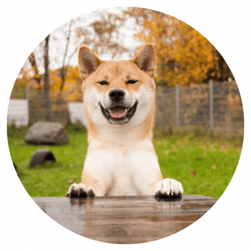 RT Hundewiese Freude