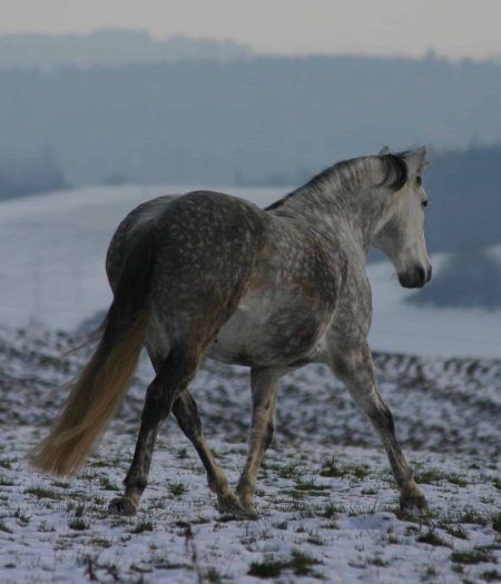 Winteraction 2008