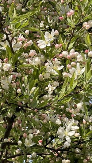 Zierapfel - 28.4.