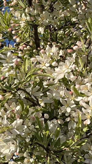 Zierapfel - 29.4.