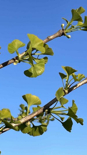Ginkgo