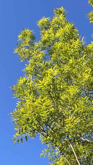Esche