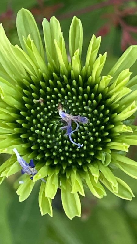 IMG_4775