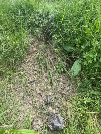 Löcher auf der Hundewiese