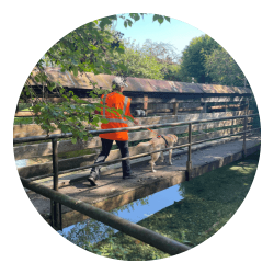 Ein Mensch und ein Hund trailen über eine Brücke.