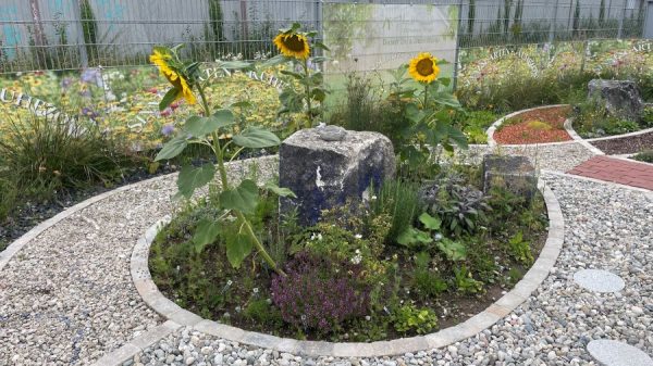 Sonnenblumen um den mitleren Stein