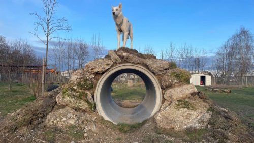 Tikaani genießt die Aussicht